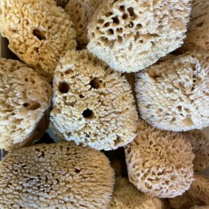 Natural Bath Sponge - 6-6.5 Sea Wool
